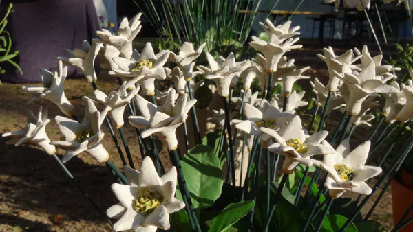 Edelweiß (Blumen)