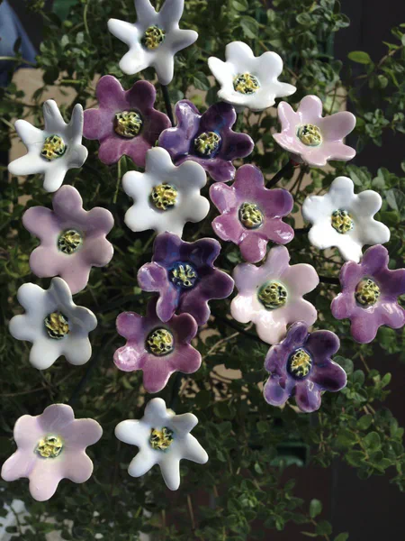 Sternchen 1 (Blumen)