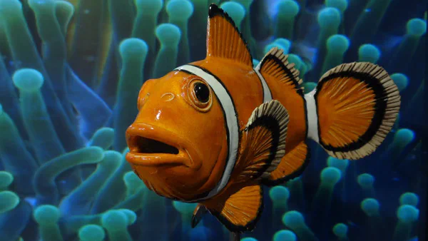 Anemonenfisch 2 (Korallenfische)