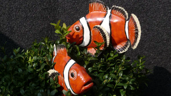 Anemonenfisch 3 (Korallenfische)