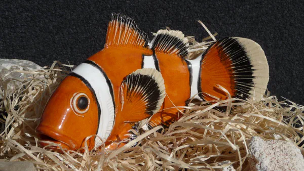 Anemonenfisch 4 (Korallenfische)