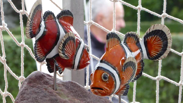 Anemonenfisch 5 (Korallenfische)
