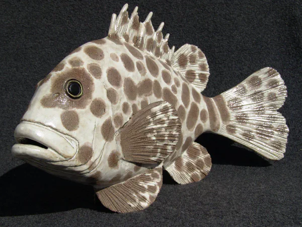 Harlekin Süßlippe 1 (Korallenfische)
