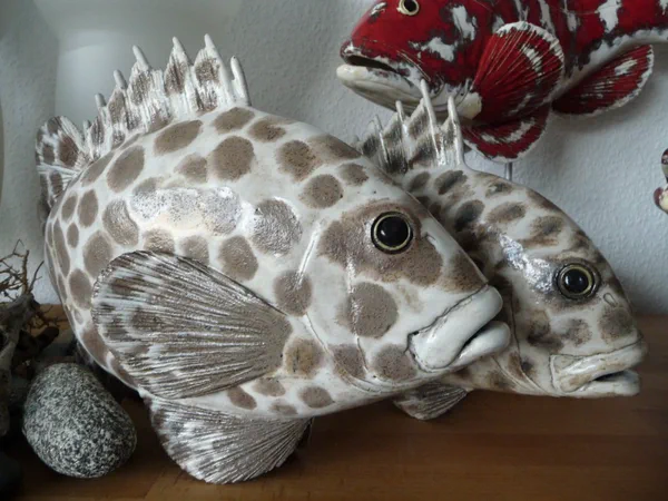 Harlekin Süßlippe 2 (Korallenfische)