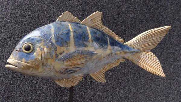 Pazifischer Makrelenbarsch 1 (Korallenfische)