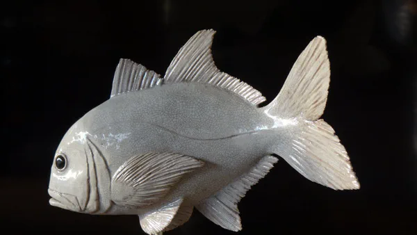 Pazifischer Makrelenbarsch 2 (Korallenfische)