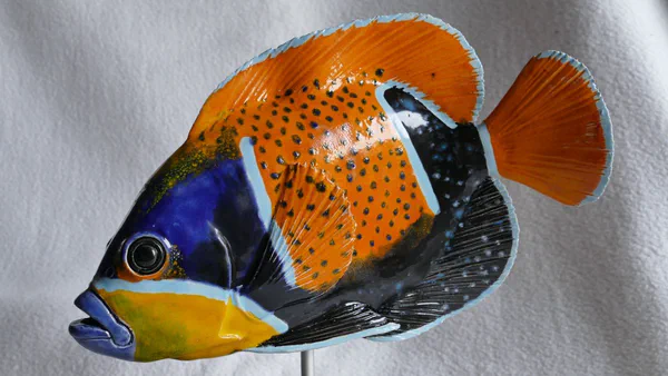 Traumkaiserfisch (Korallenfische)