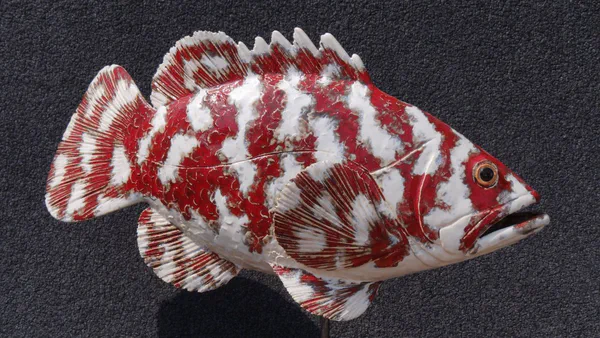 Zackenbarsch rot 1 (Korallenfische)