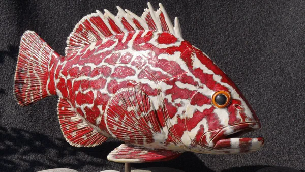 Zackenbarsch rot 5 (Korallenfische)