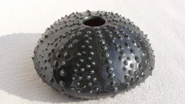 Seeigel blau grün (Krabbe, Krake & Seeigel)