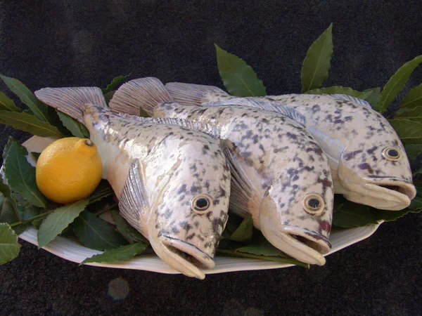 Dorade 3 (Salzwasserfische)