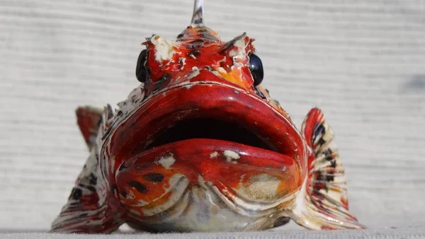 Drachenkopf 2 (Salzwasserfische)