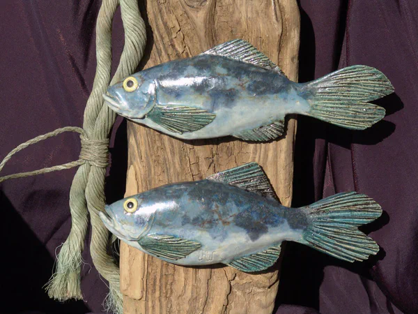Hering 5 (Salzwasserfische)