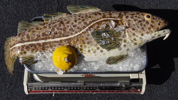 Kabeljau 1 (Salzwasserfische)