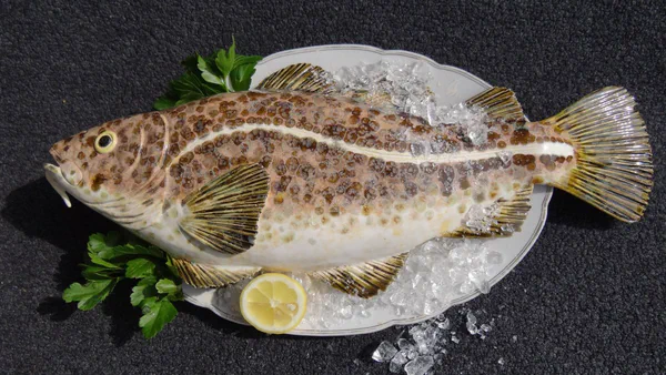 Kabeljau 2 (Salzwasserfische)