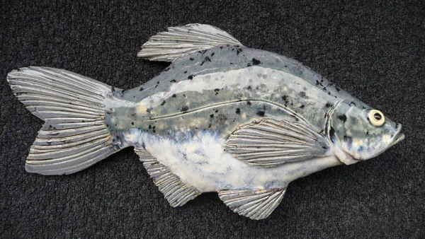 Blicke 1 (Süßwasserfische)