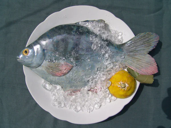 Blicke 2 (Süßwasserfische)