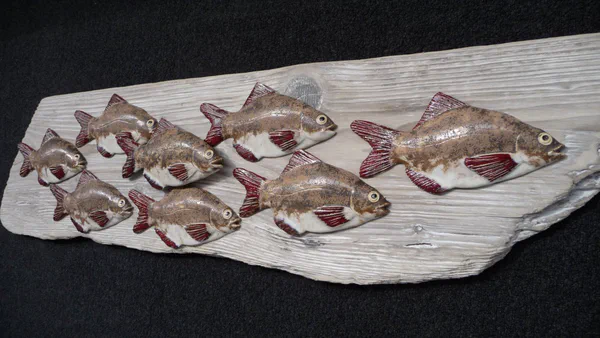 Brachsen 2 (Süßwasserfische)