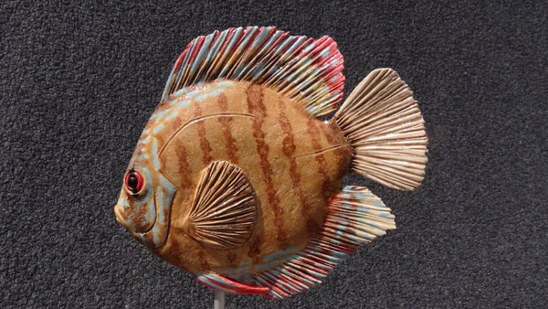 Diskus (Süßwasserfische)