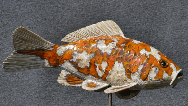 Foto 2 (Süßwasserfische)