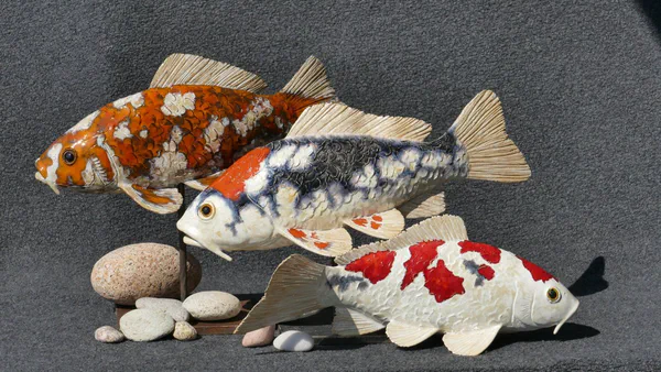 Foto 3 (Süßwasserfische)