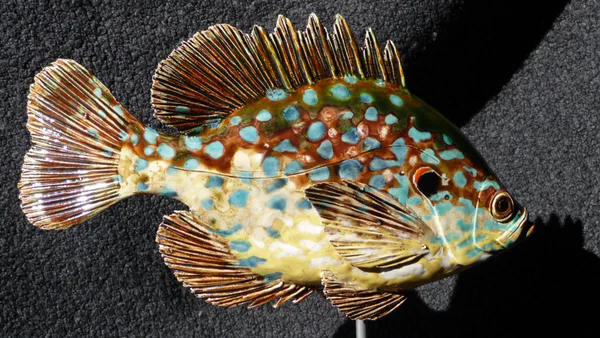 Sonnenbarsch (Süßwasserfische)