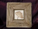 Ginkgo_01