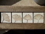 Ginkgo_02