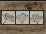 Ginkgo_09