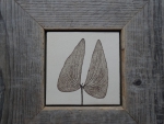 Mopane_01