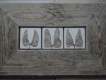 Mopane_02