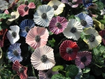 Anemonen