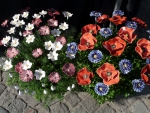 Blumen_02