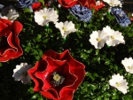 Klatschmohn