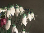 Schneegloeckchen