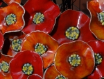 Tellerblumen