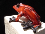Frosch_rt