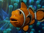 Anemonenfisch_02