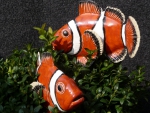 Anemonenfisch_03