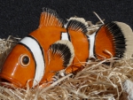 Anemonenfisch_04