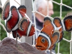 Anemonenfisch_05