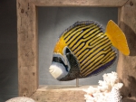 Kaiserfisch