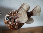 Kugelfisch_01