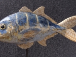 Pazifischer Makerelenbarch_01