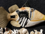 Picassodruecker_01