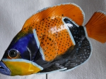 Traumkaiserfisch