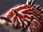 Zackenbarsch_rt_02