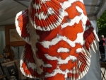 Zackenbarsch_rt_03