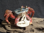 Harlekinkrabbe_02