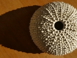 Seeigel_mu,we_01
